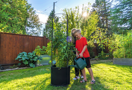 Savona Tomato Garden
