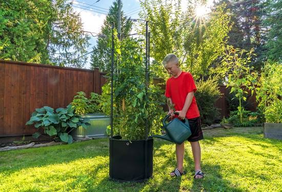 Savona Tomato Garden