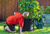 Savona Tomato Garden