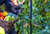 Savona Tomato Garden