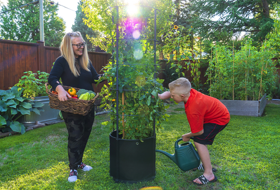 Savona Tomato Garden