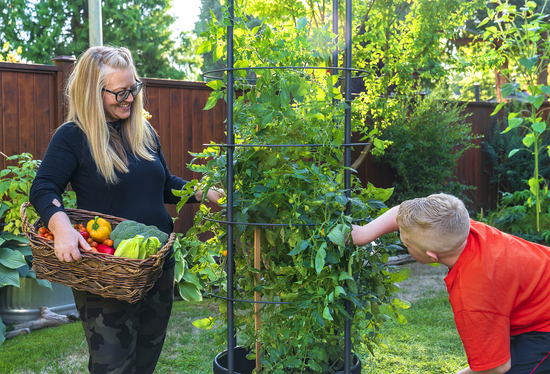 Savona Tomato Garden