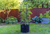 Savona Tomato Garden