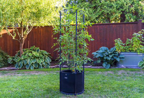 Savona Tomato Garden