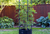Savona Tomato Garden