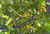 Savona Tomato Garden