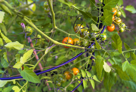 Savona Tomato Garden