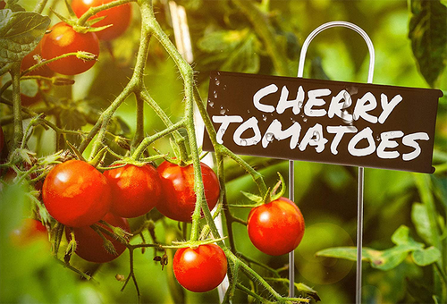 Plant Labels 30-pack