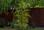 Savona Tomato Garden