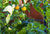 Savona Tomato Garden