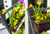 Fernie Vertical Garden