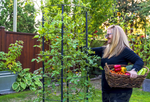 Savona Tomato Garden