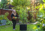 Savona Tomato Garden